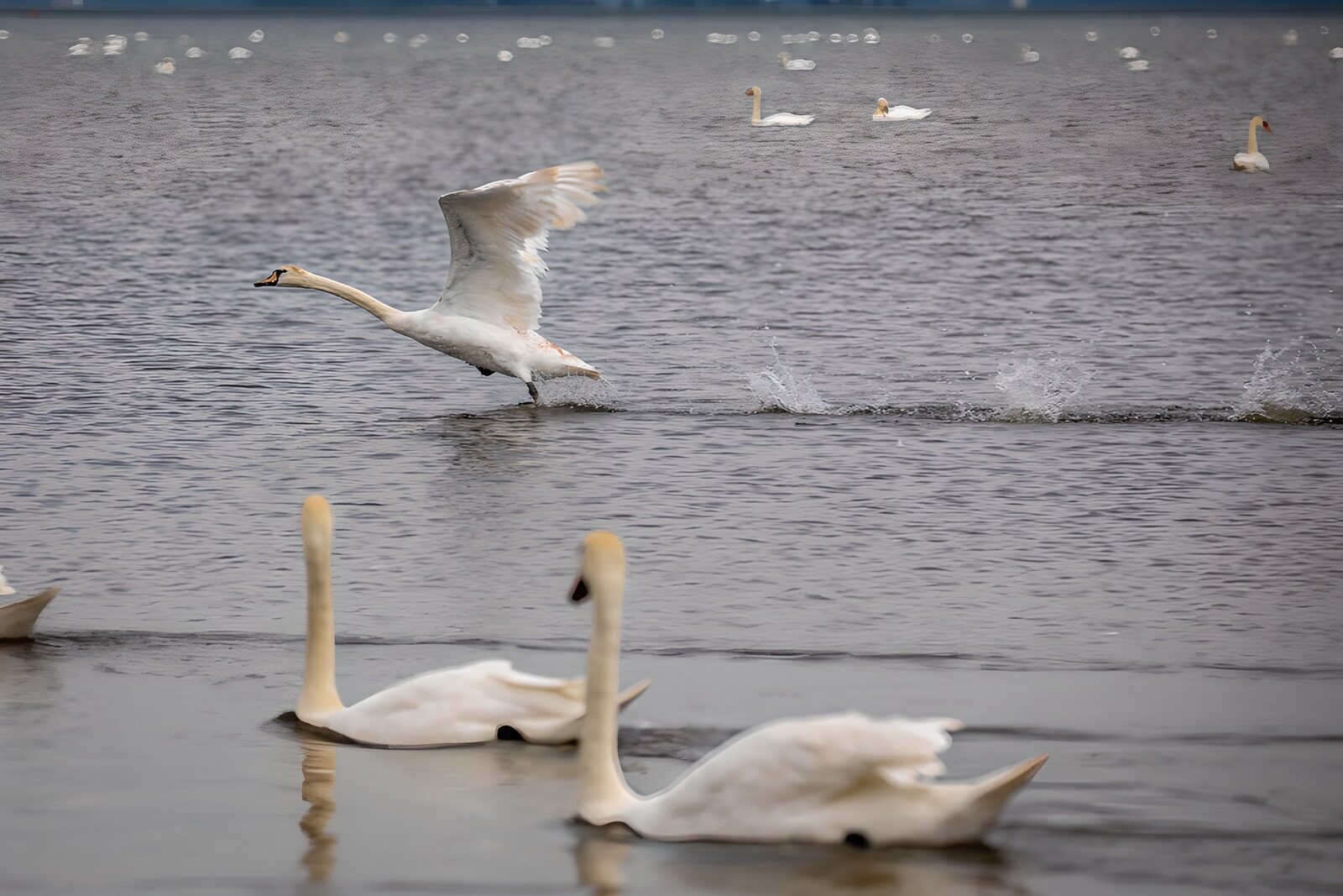 TPES48624: Cisnes blancos entre ondas y salpicaduras