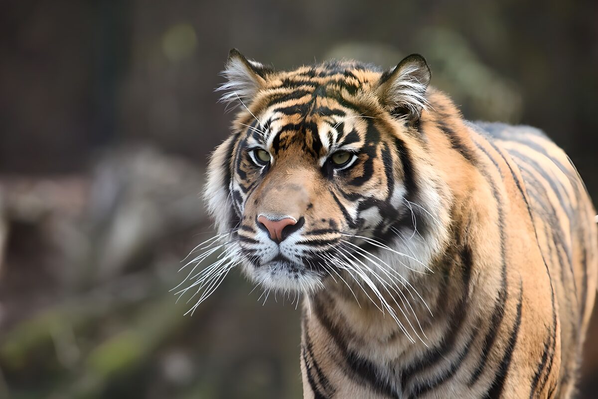 Retrato de un tigre atento