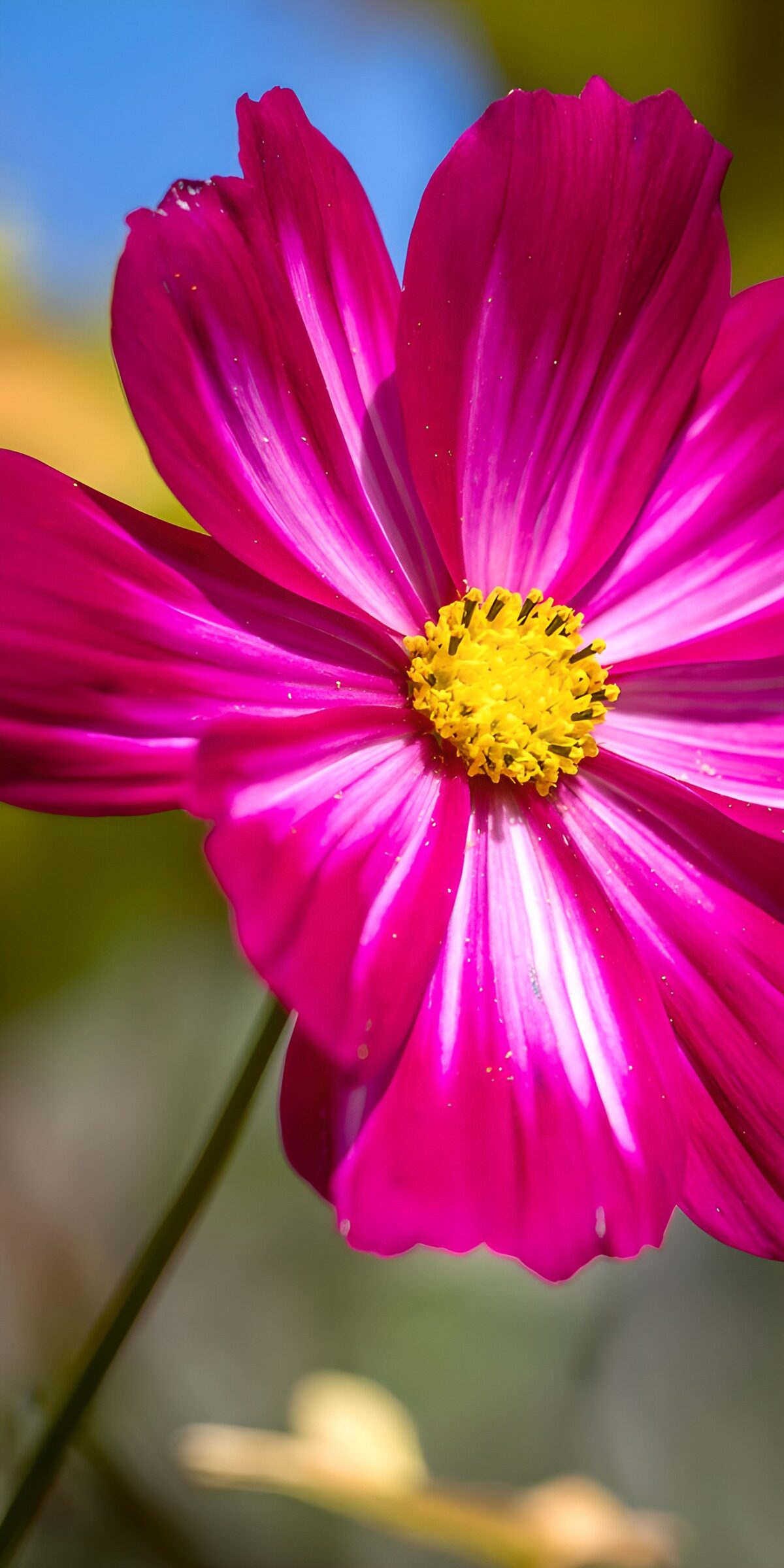 TPES98556: Cosmos magenta al sol en primer plano
