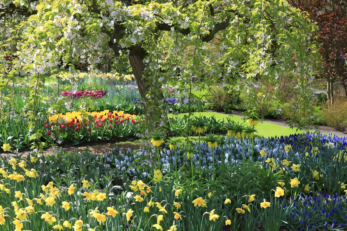 Narcisos y tulipanes al sol de primavera