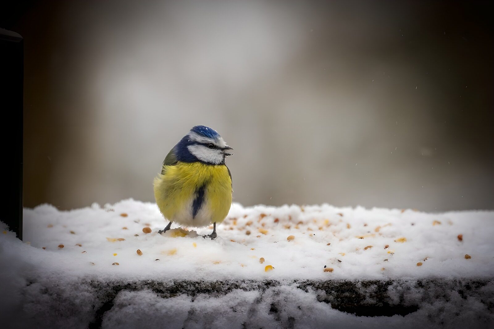 TPES67100: Herrerillo común en la nieve de invierno