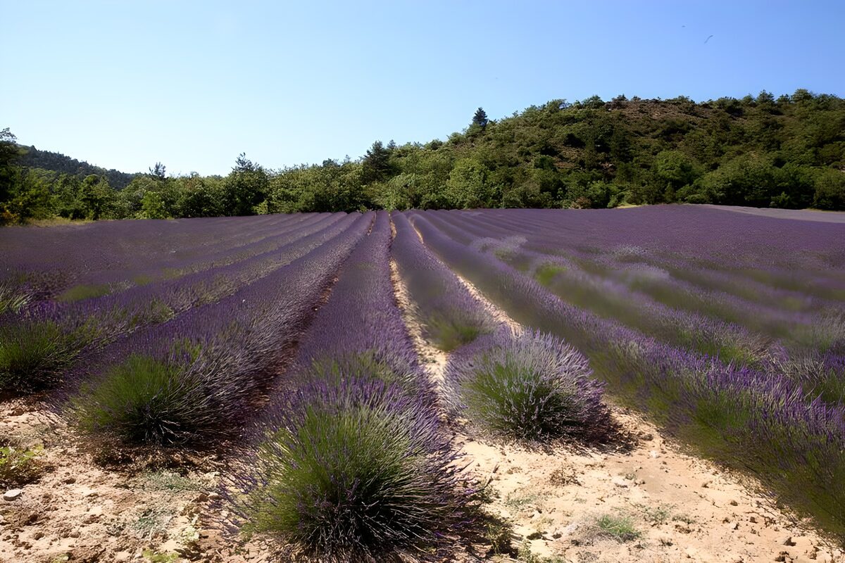 TPES40843: Hileras de lavanda bajo el sol de verano