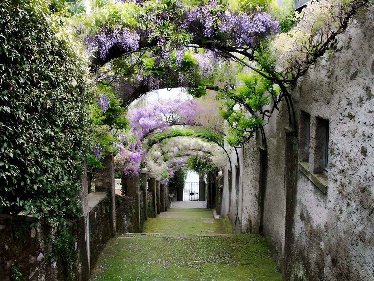 Pasaje de glicinias a la sombra