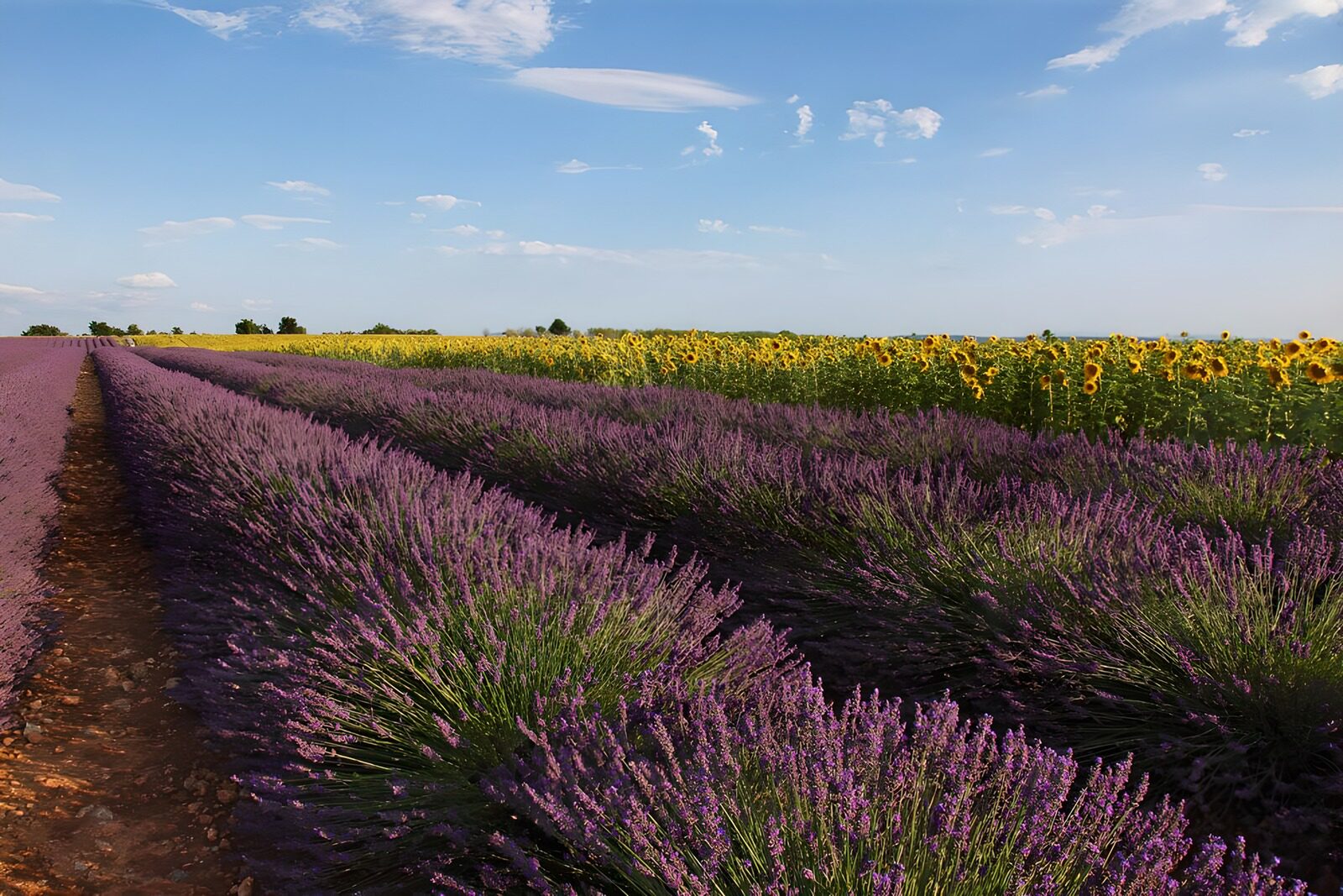 TPES27098: Campo de lavanda y girasoles al sol