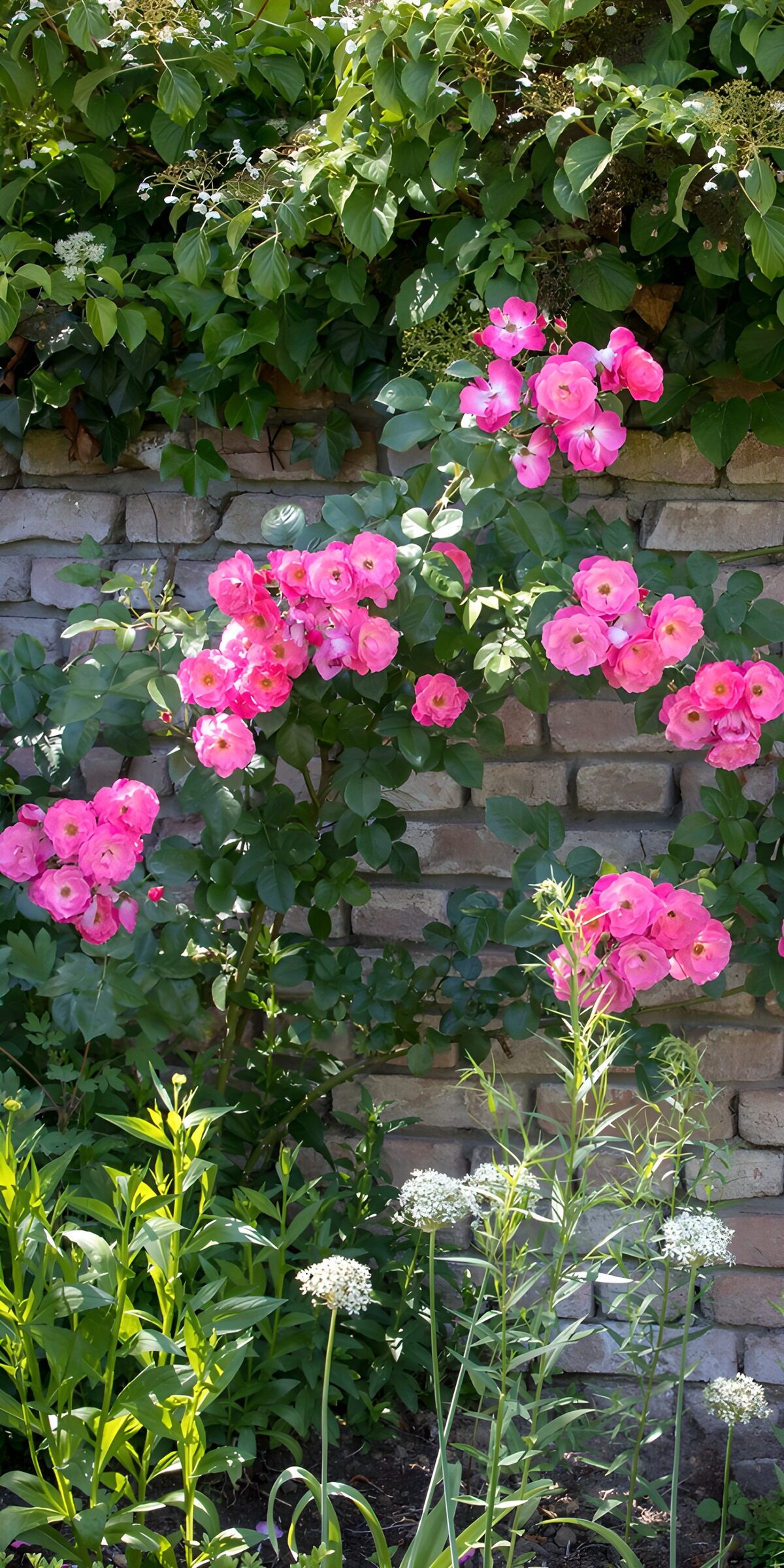 TPES68656: Rosas de color rosa junto al viejo muro