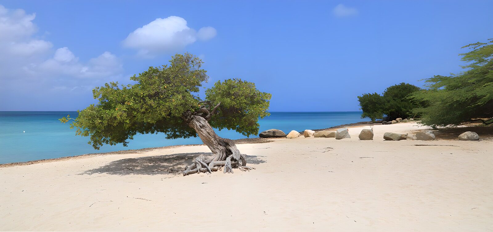 TPES83241: Árbol inclinado junto al mar turquesa