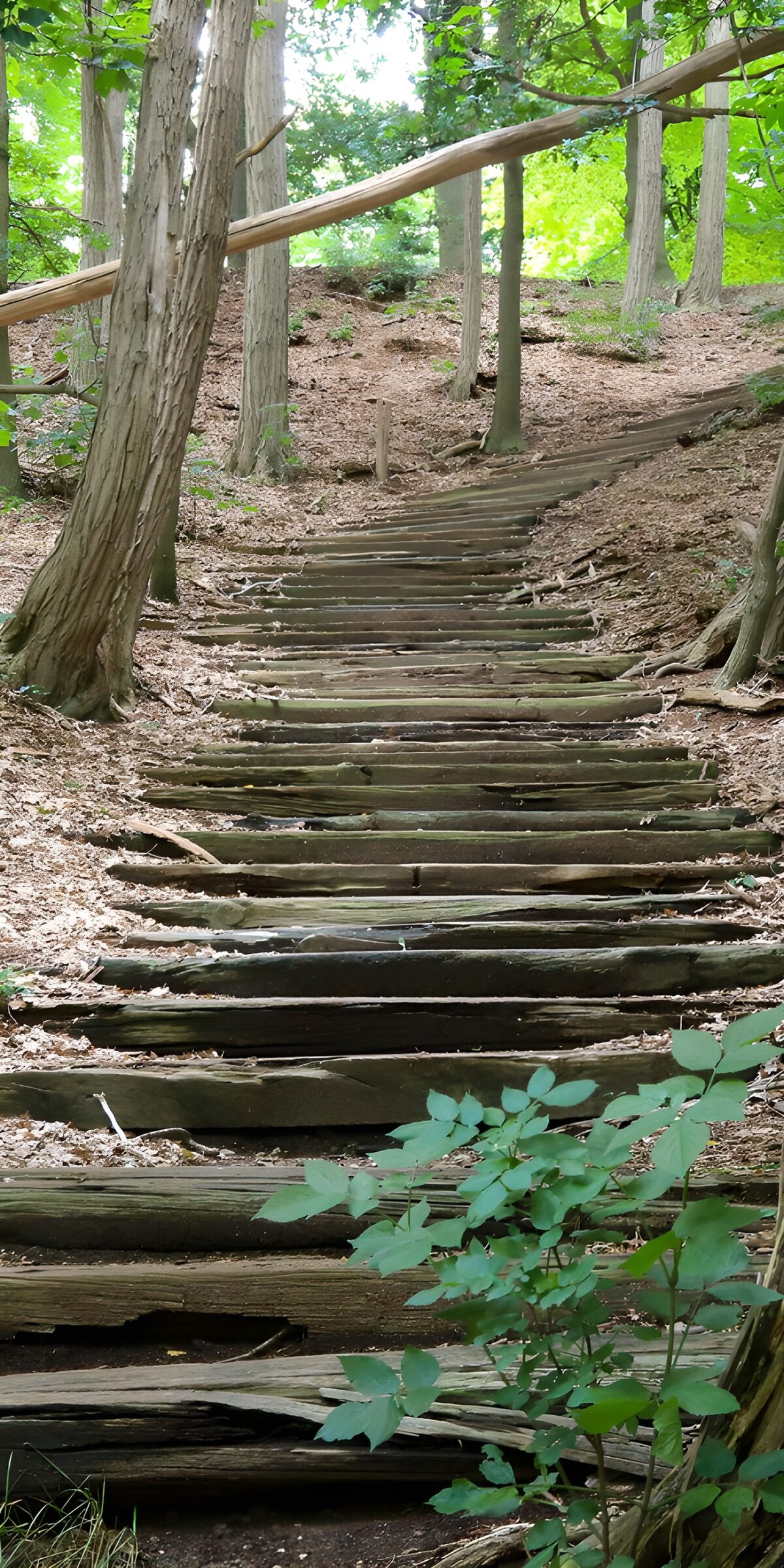 TPES33503: Escalera de madera a la sombra del bosque