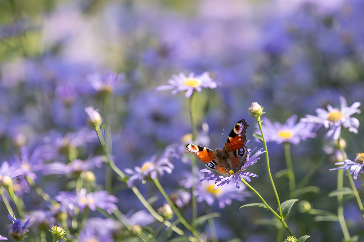Alas de fuego entre flores lilas