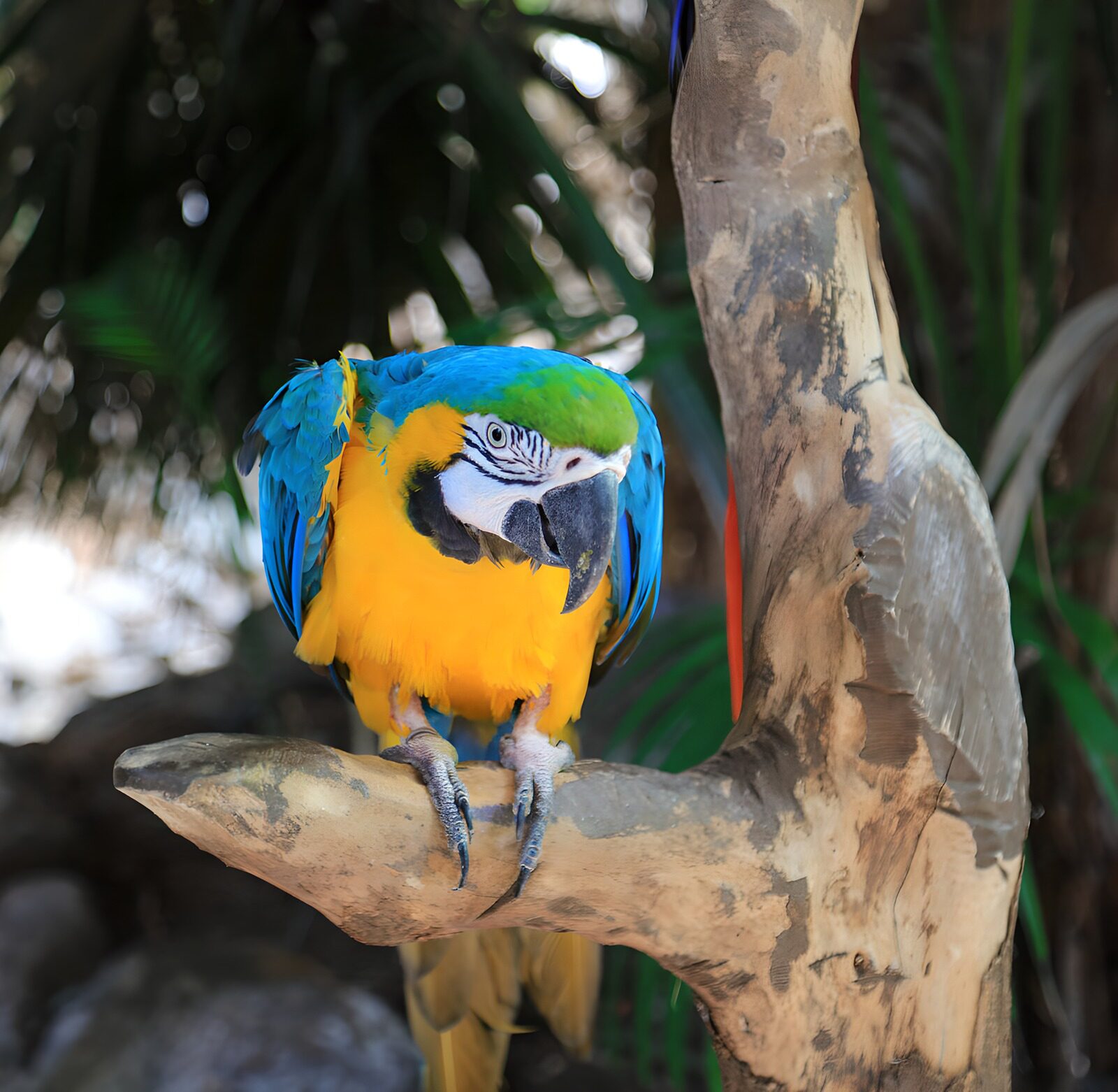 TPES57262: Guacamayo azul y amarillo sobre una rama