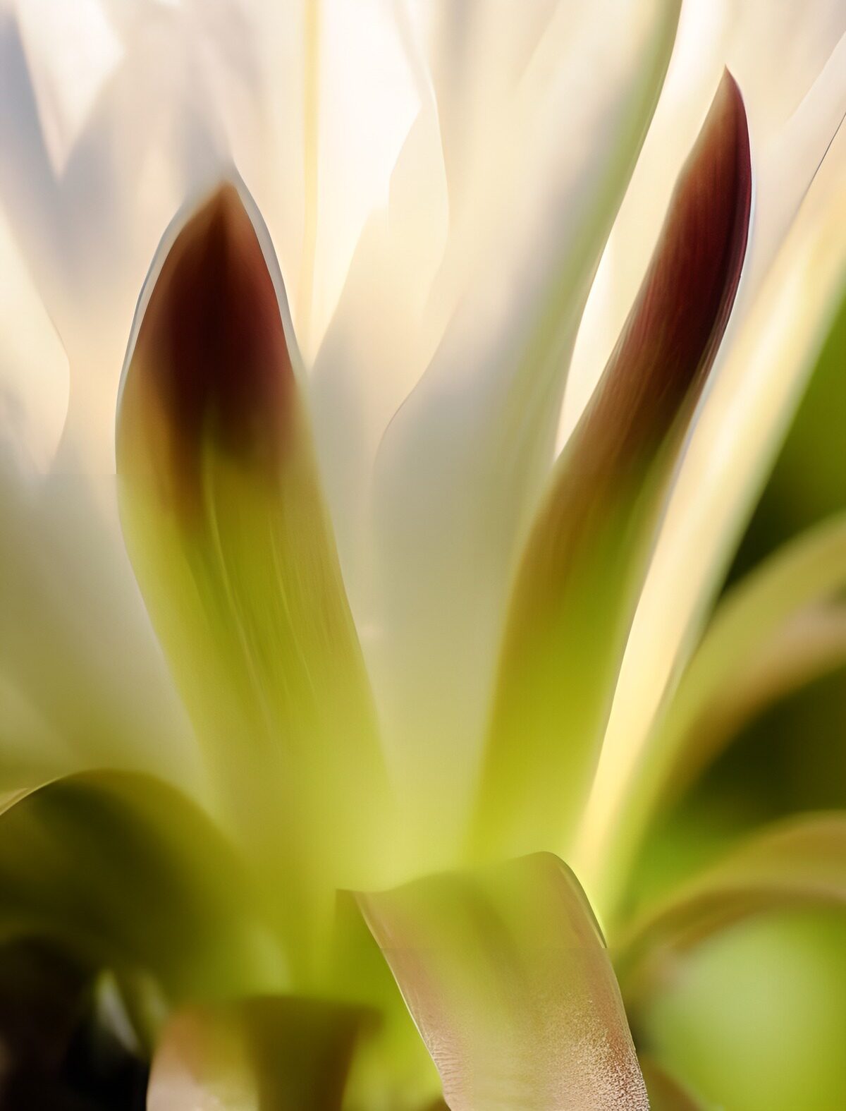TPES21887: Flor blanca y verde bajo una luz suave