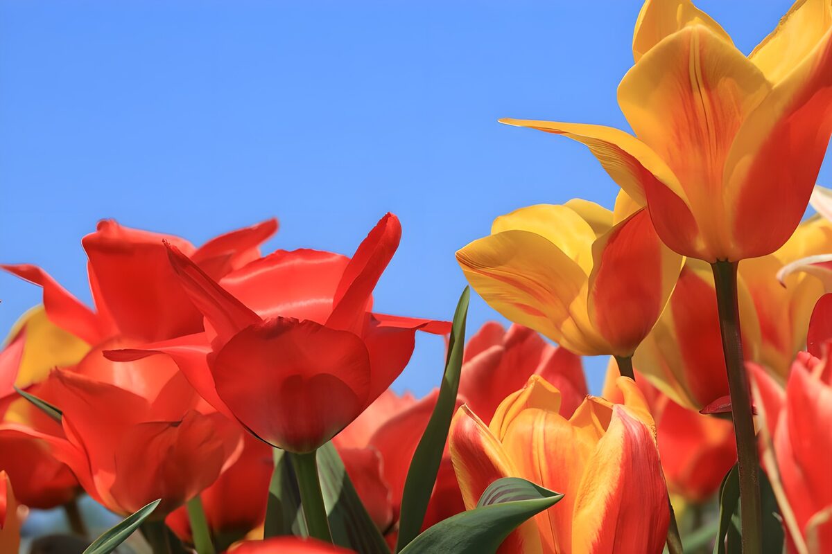 Tulipanes rojos y amarillos al sol
