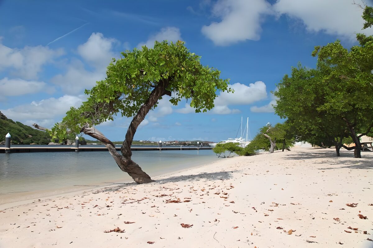 Árbol inclinado sobre una bahía en calma