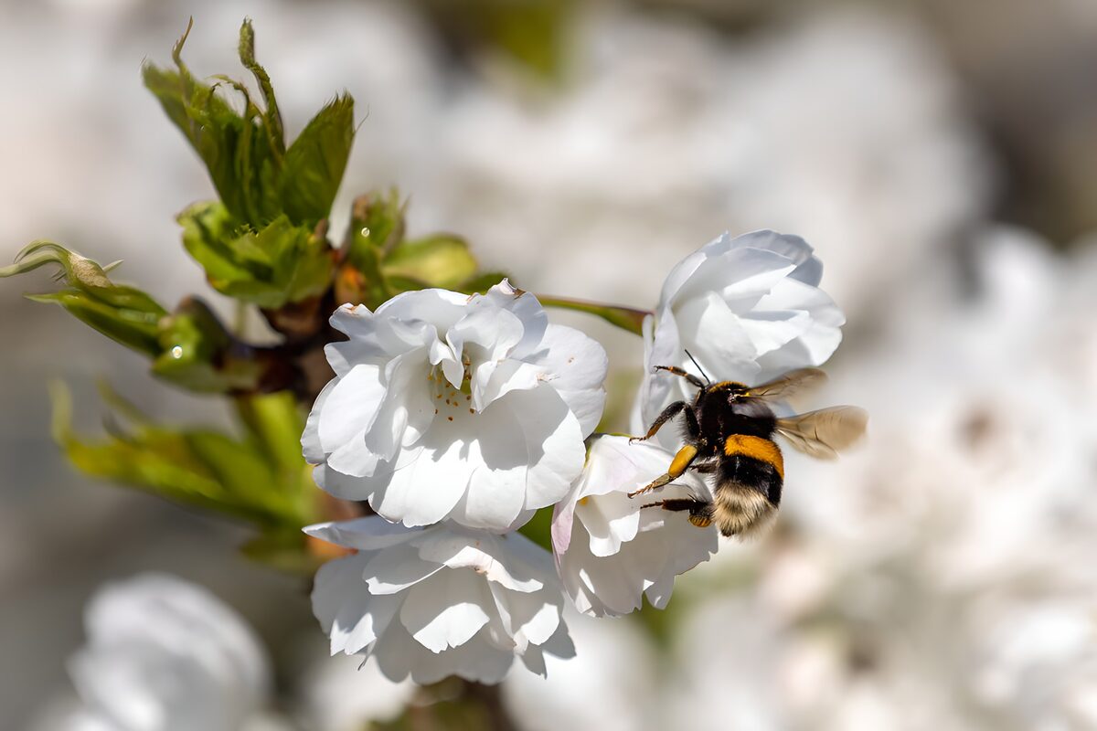 Abejorro entre flores blancas al sol
