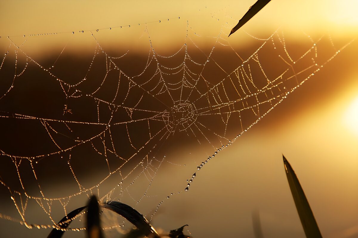 Telaraña con gotas a contraluz