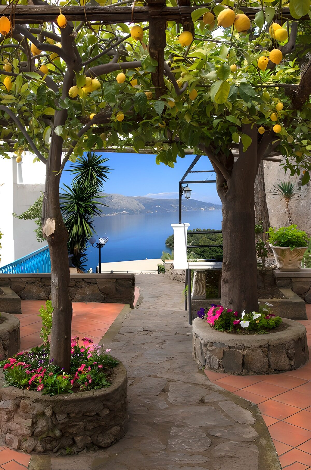 TPES46804: Terraza con limoneros frente al mar