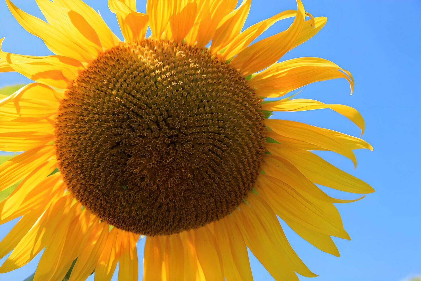 TPES85068: Girasol en primer plano, luz de verano