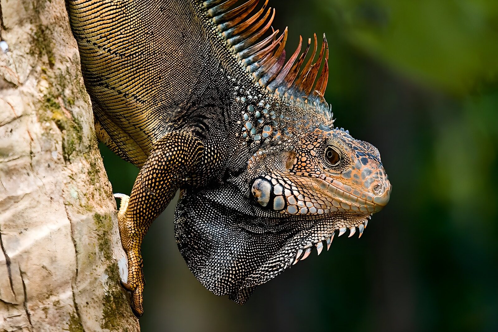 TPES10215: Iguana aferrada a un tronco claro