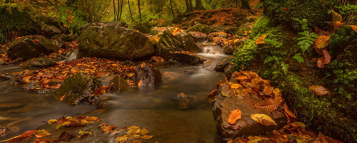 El arroyo lleva el otoño en sus aguas