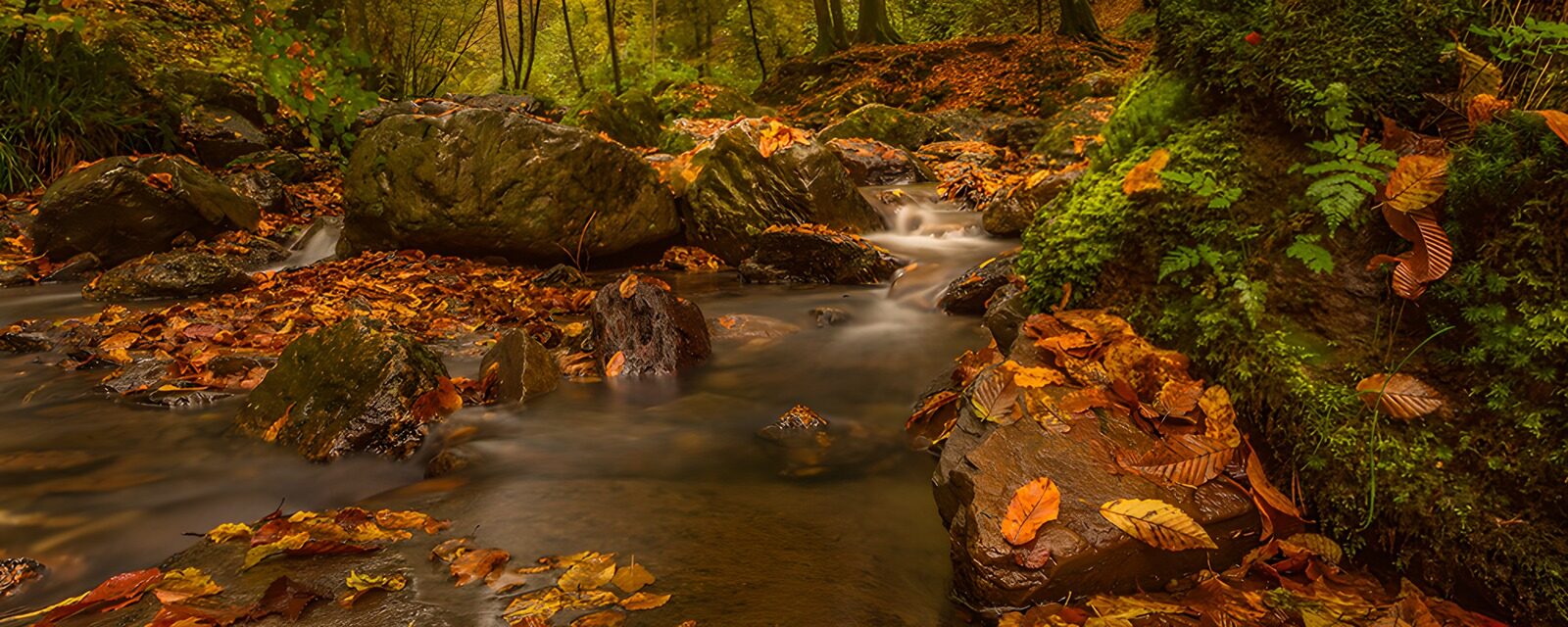 TPES91691: El arroyo lleva el otoño en sus aguas