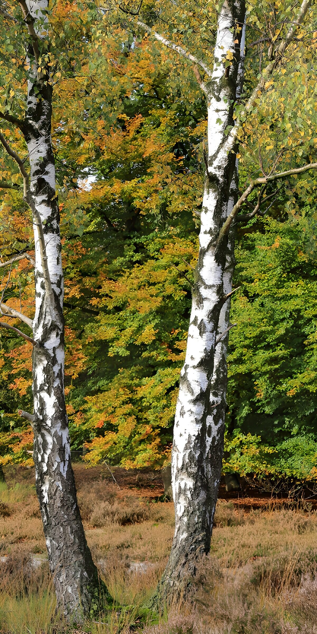 TPES80304: Dos abedules en un bosque de otoño