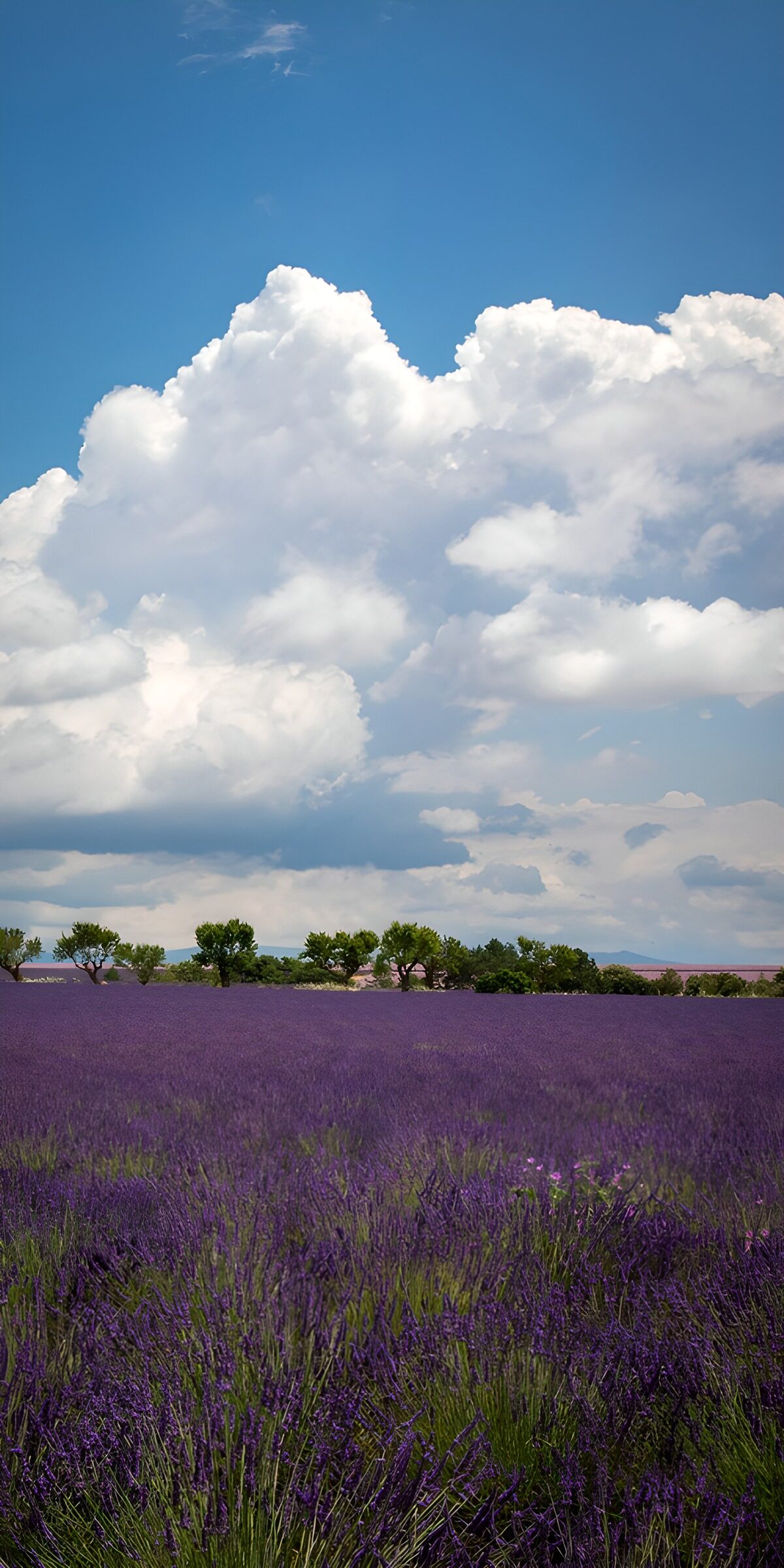 TPES25271: Un mar de lavanda bajo un cielo de algodón