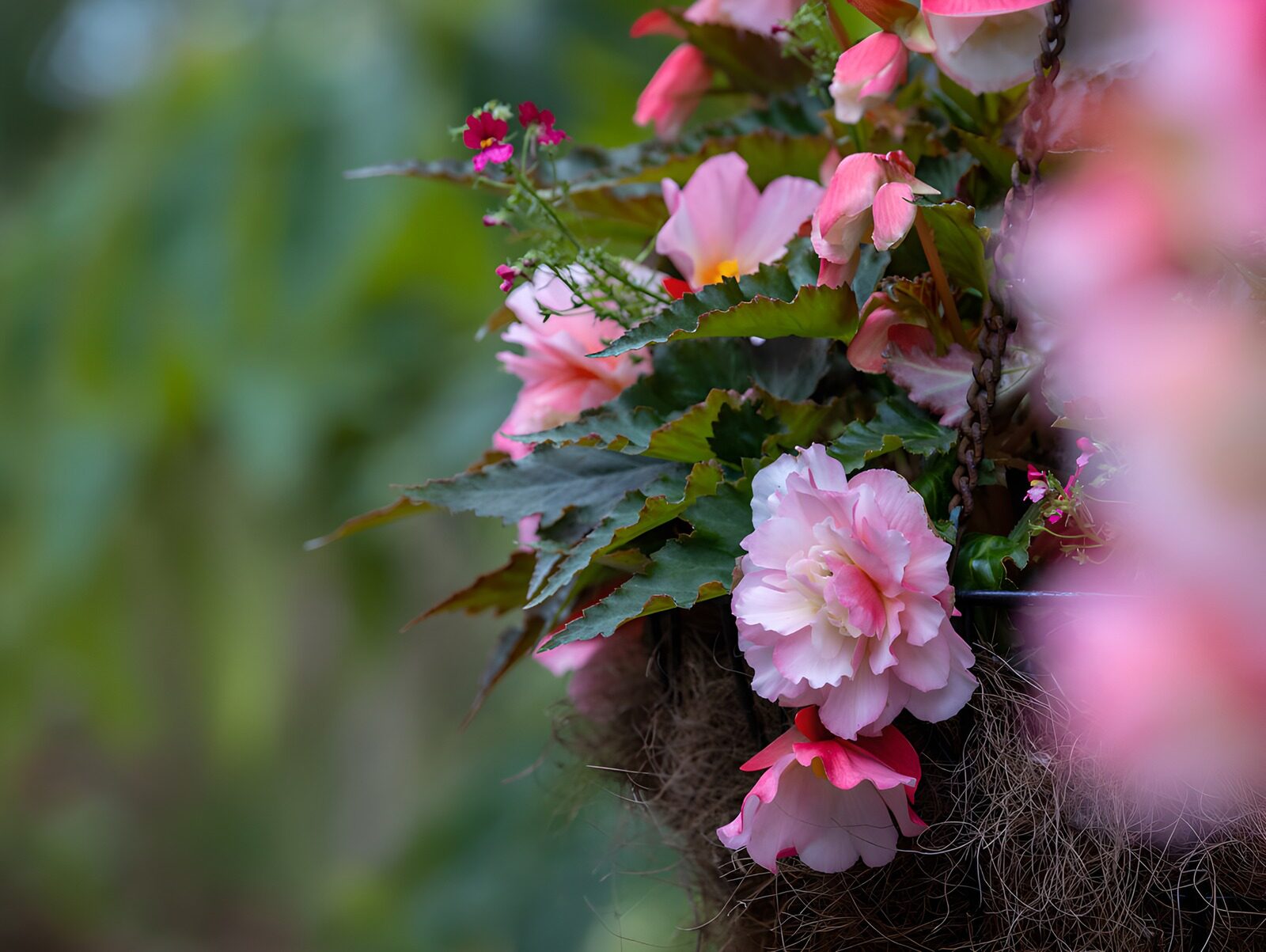 TPES67612: Begonias rosas sobre un fondo verde