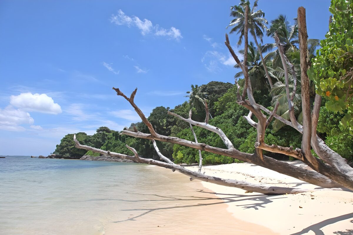 TPES65544: Árbol caído en una playa tropical