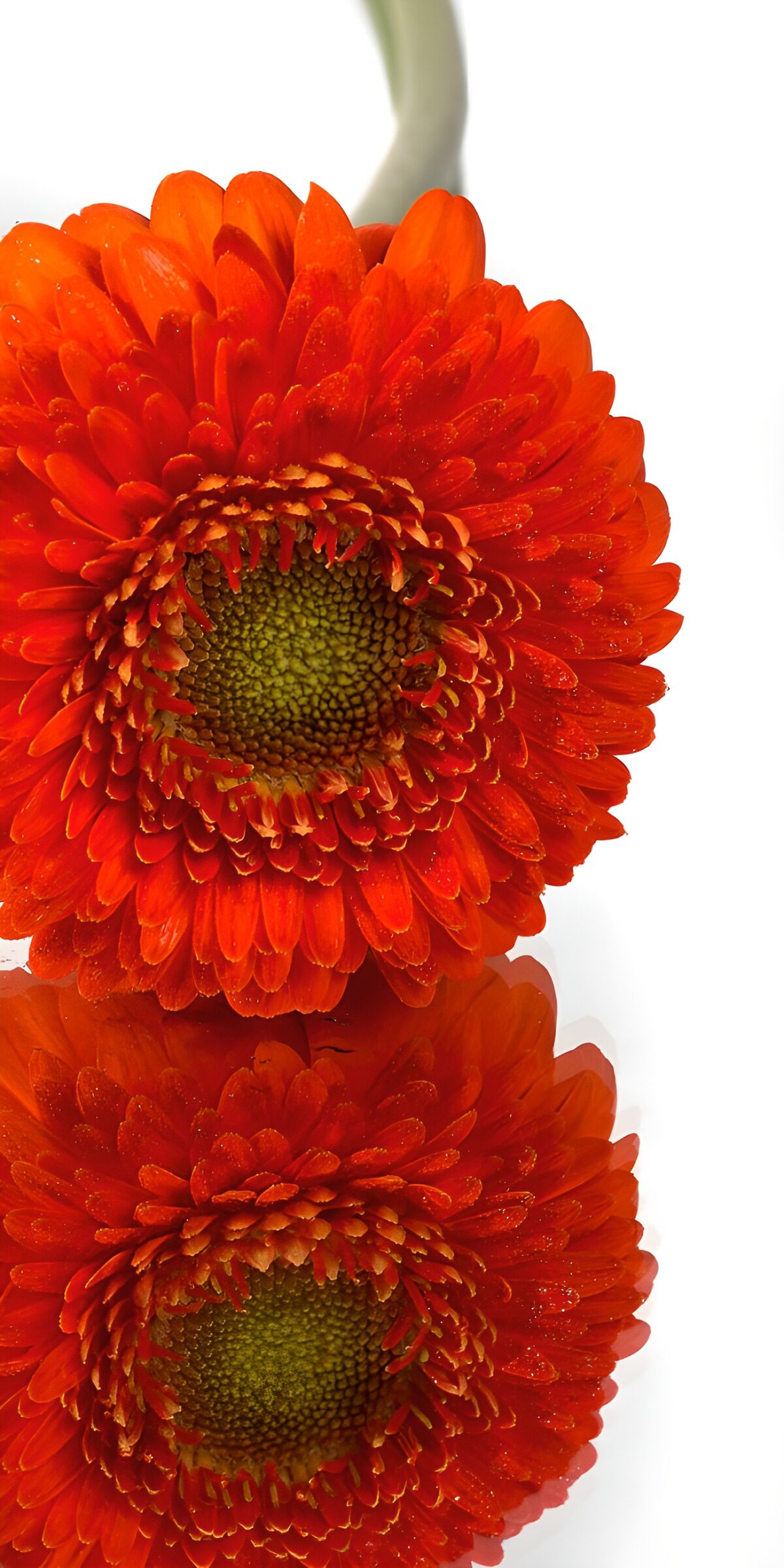 TPES59199: Gerbera naranja y su luminoso reflejo