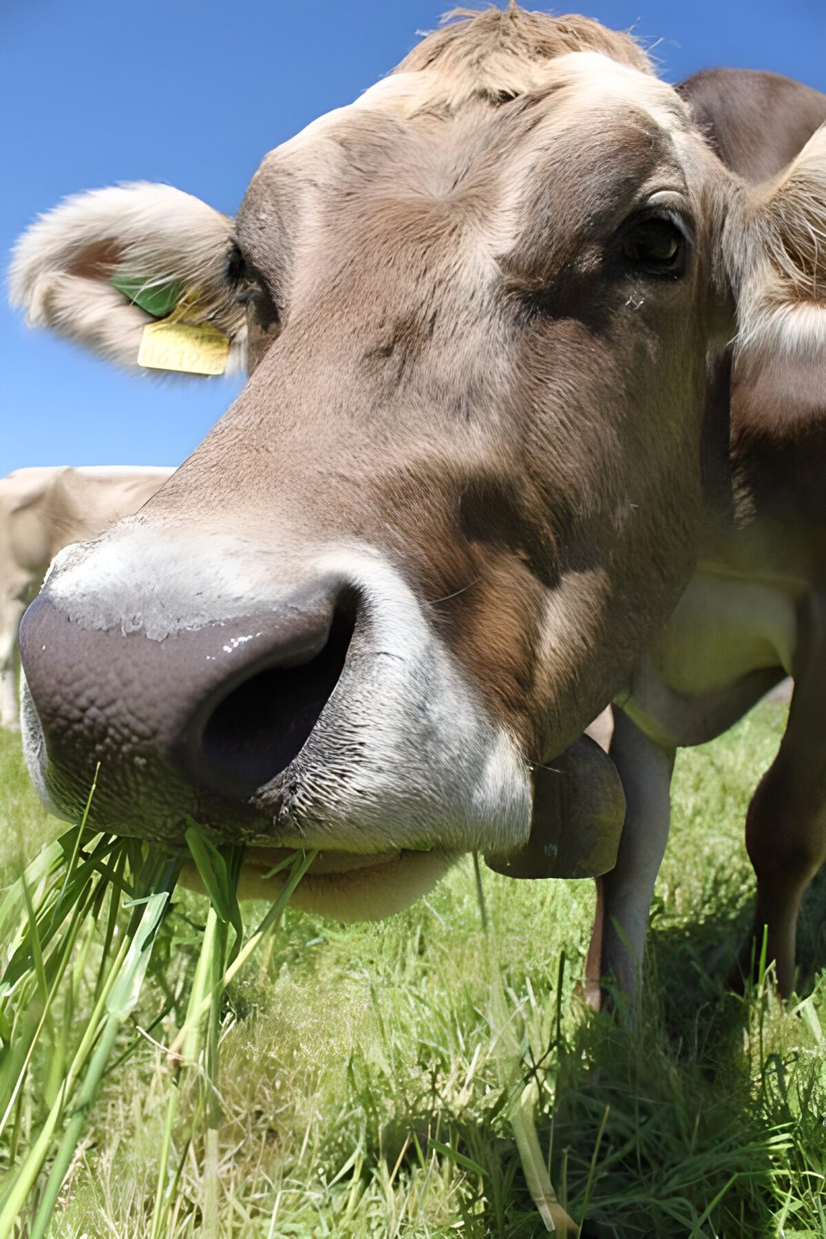 TPES12929: Vaca pastando en primerísimo plano