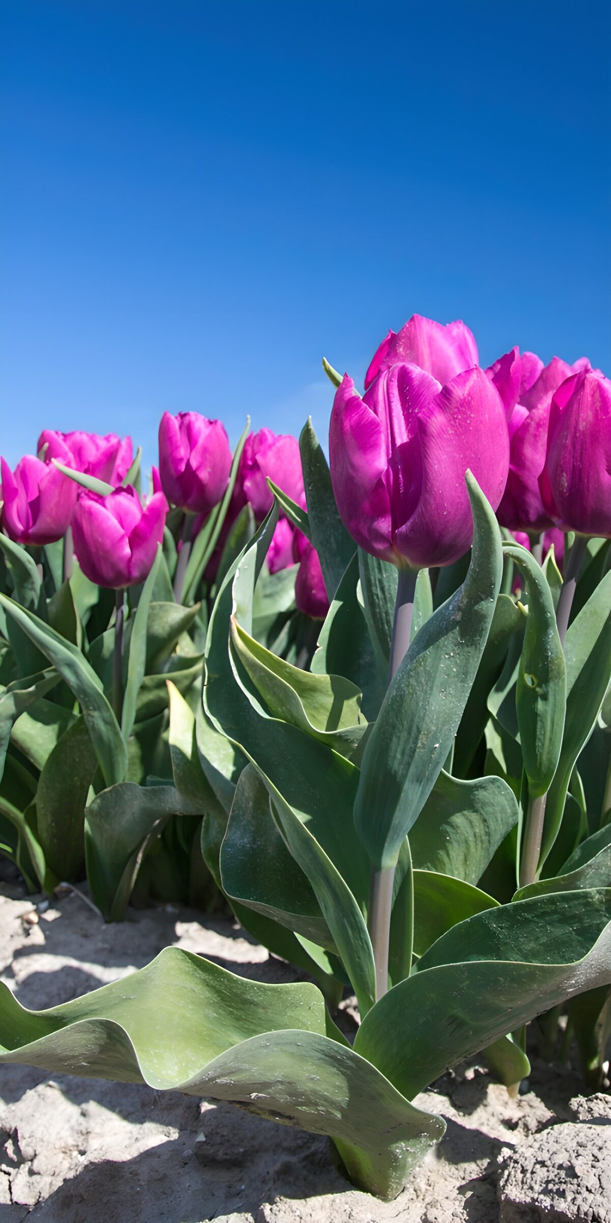 TPES75878: Tulipanes rosas y morados al sol