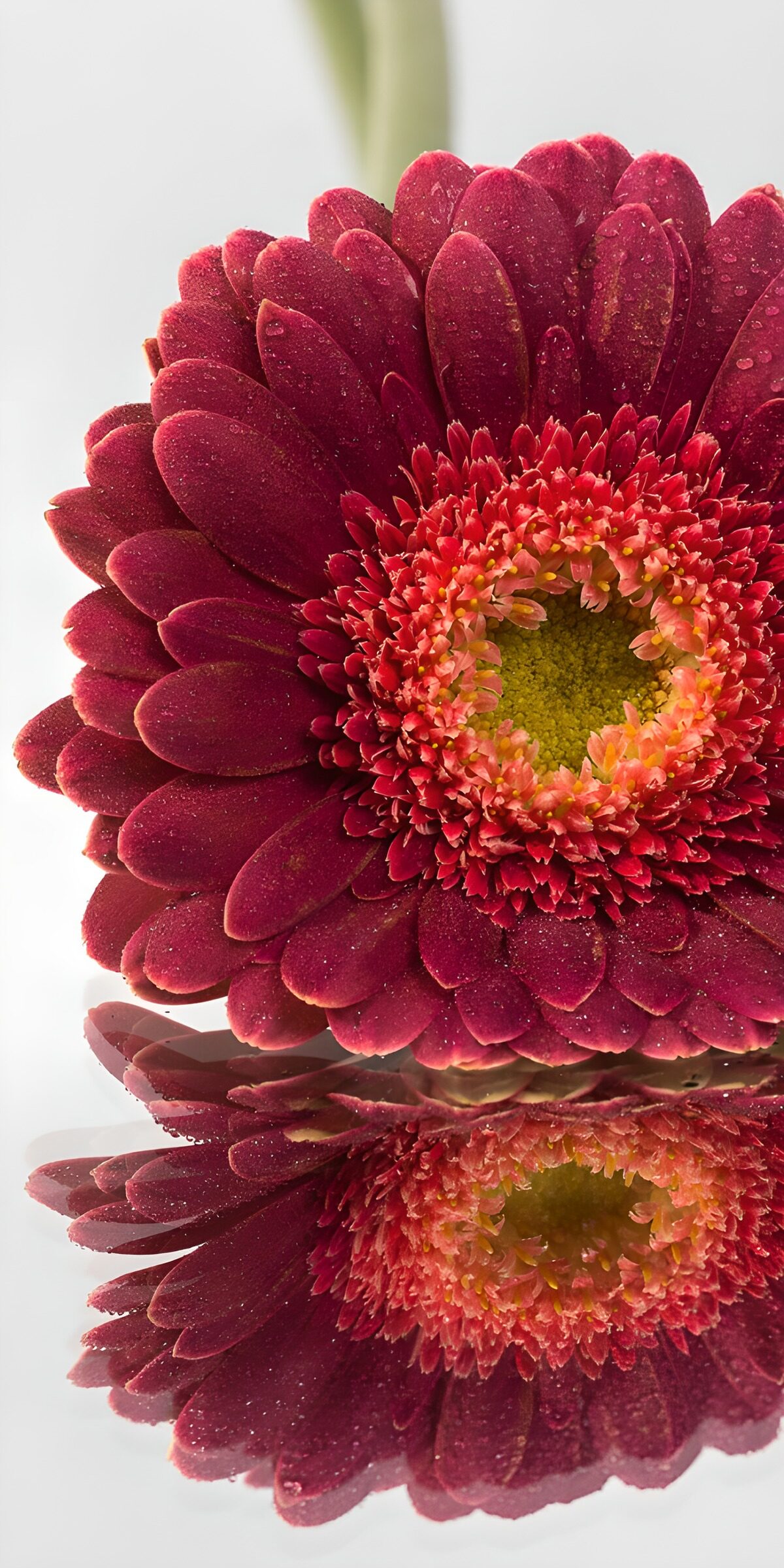 TPES45591: Gerbera roja con gotas y reflejo