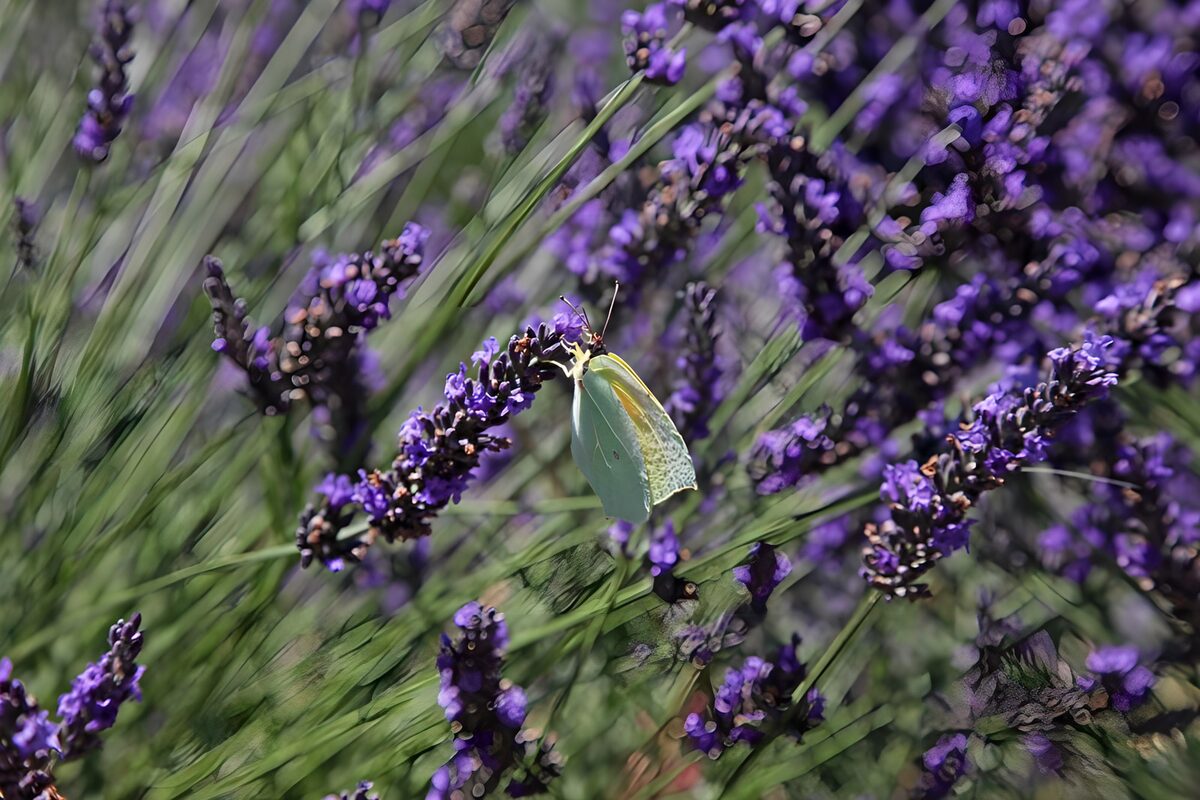 Mariposa amarilla sobre lavanda al sol