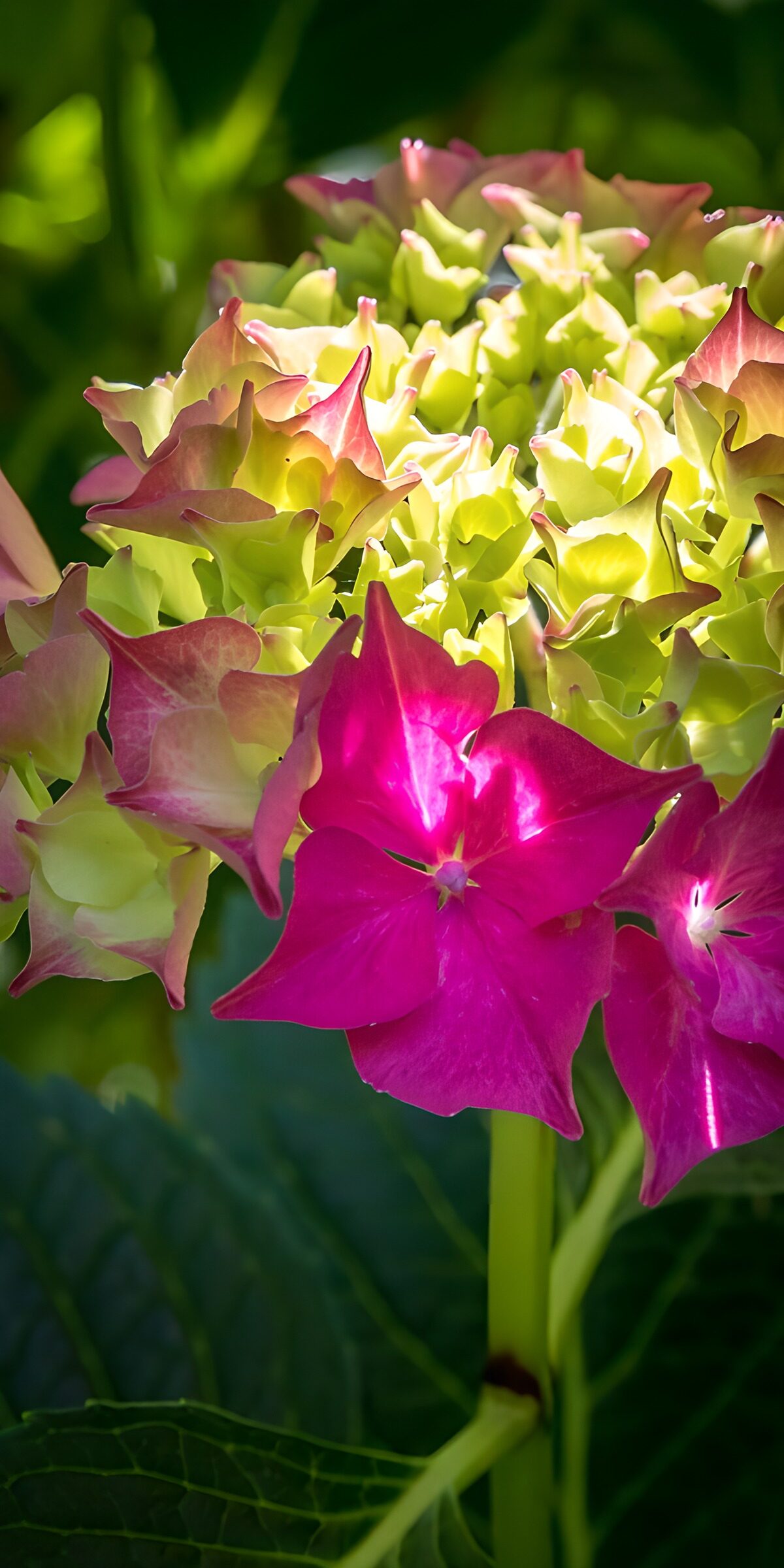 TPES75325: Hortensia rosa y verde a pleno sol