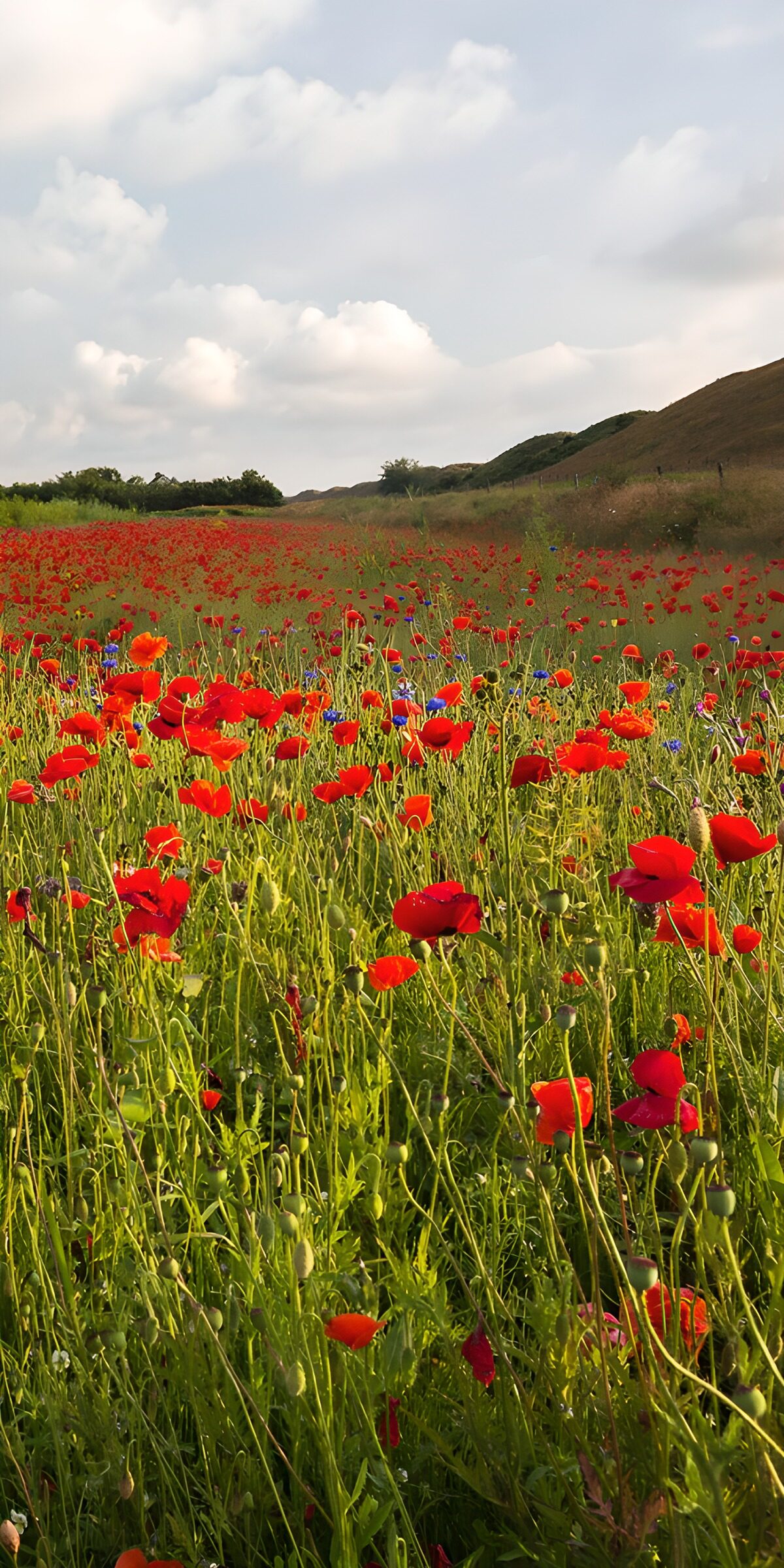 TPES93120: Las nubes se asoman a las amapolas