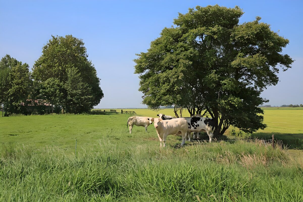 Vacas a la sombra de un gran árbol