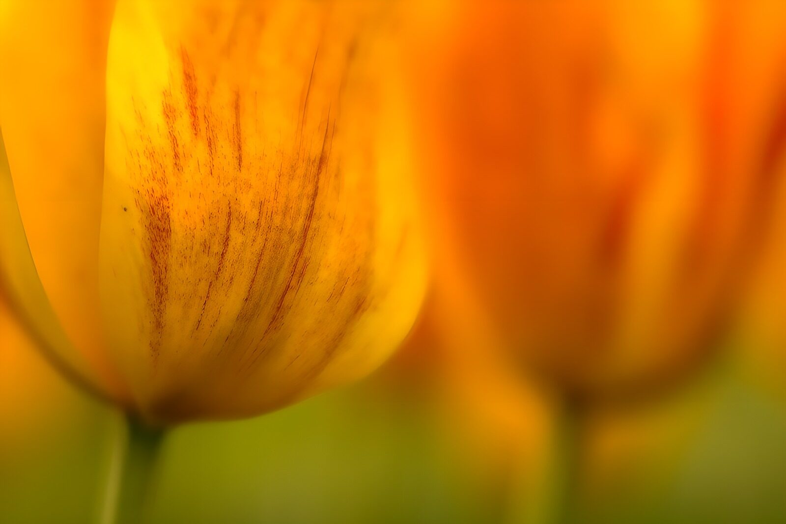 TPES73612: Tulipanes amarillos y naranjas en luz suave