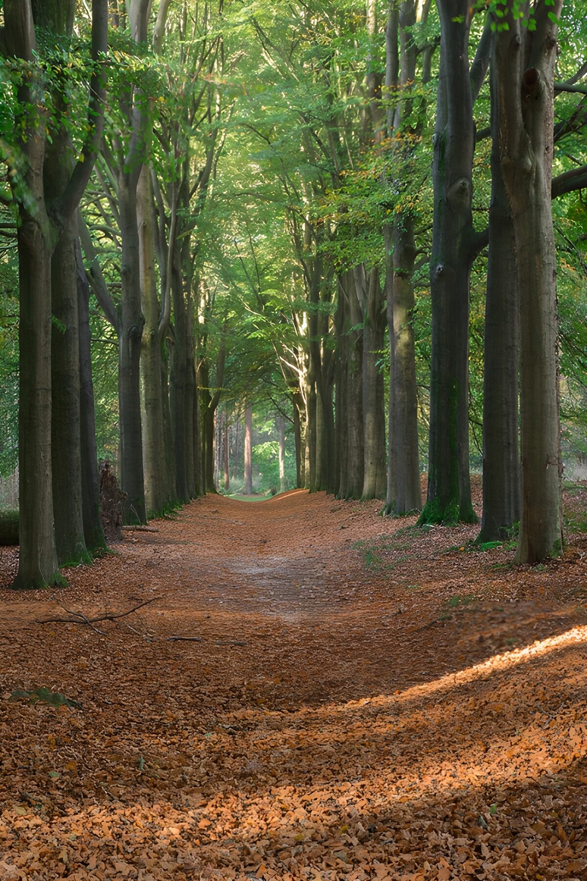 Camino de bosque entre hojas de otoño