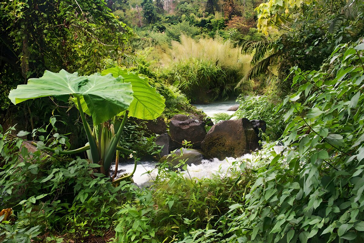 Arroyo entre rocas y vegetación exuberante