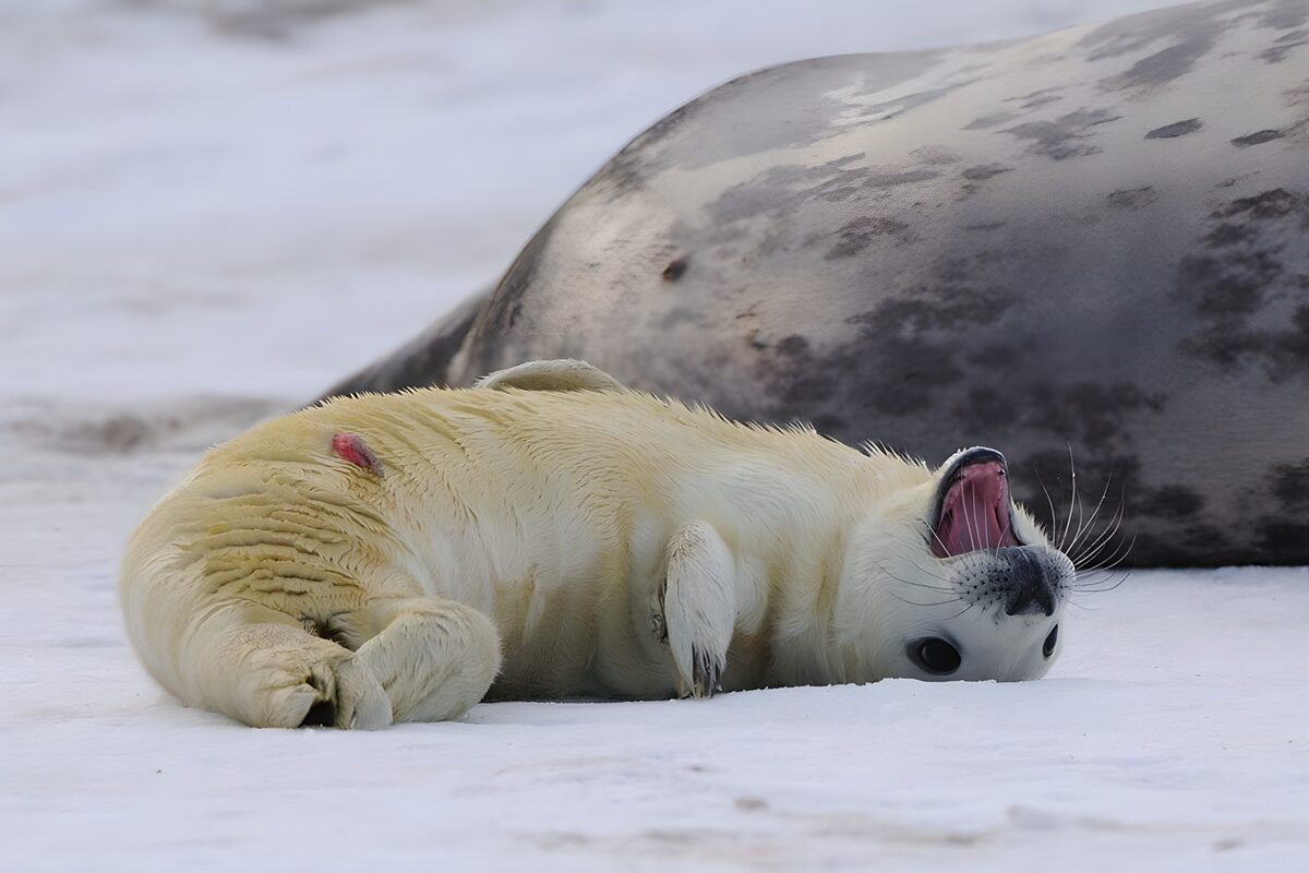 Cría de foca bostezando en la nieve