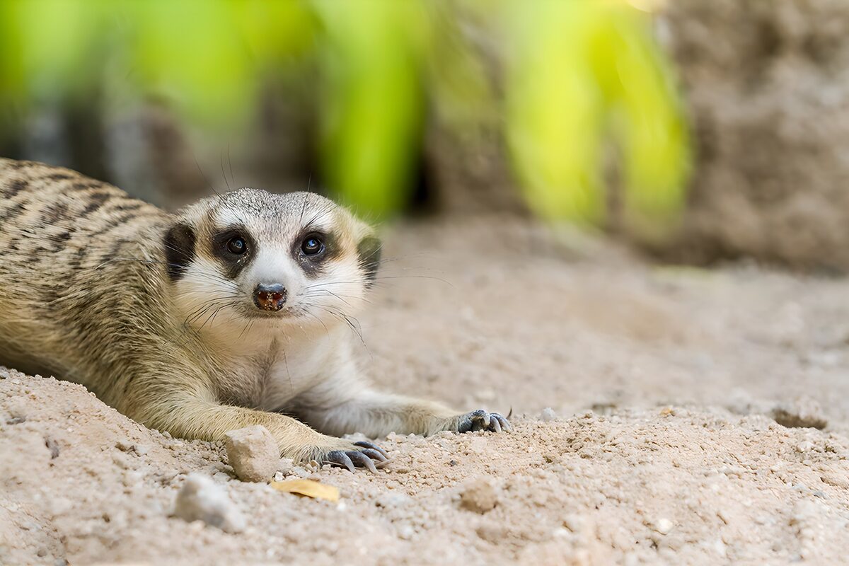 Suricata tumbado y atento en la arena