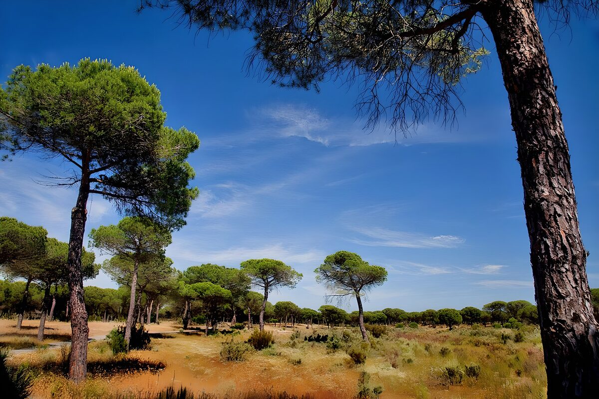 Pinos y hierba dorada bajo el cielo azul