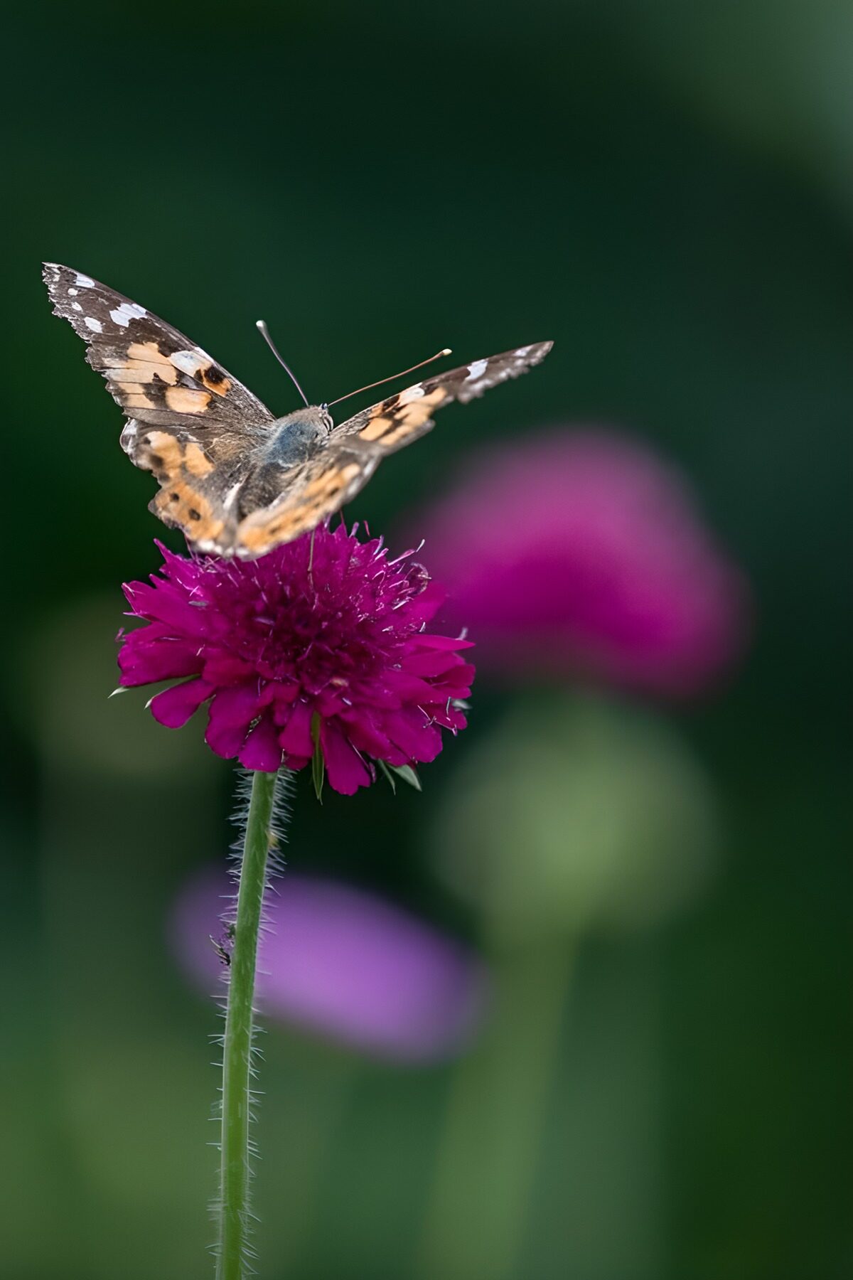 TPES19447: Mariposa sobre una flor magenta