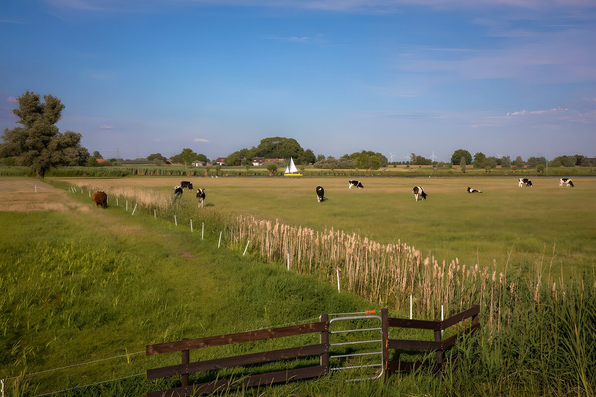 TPES96303: Vacas en un prado a la luz del verano