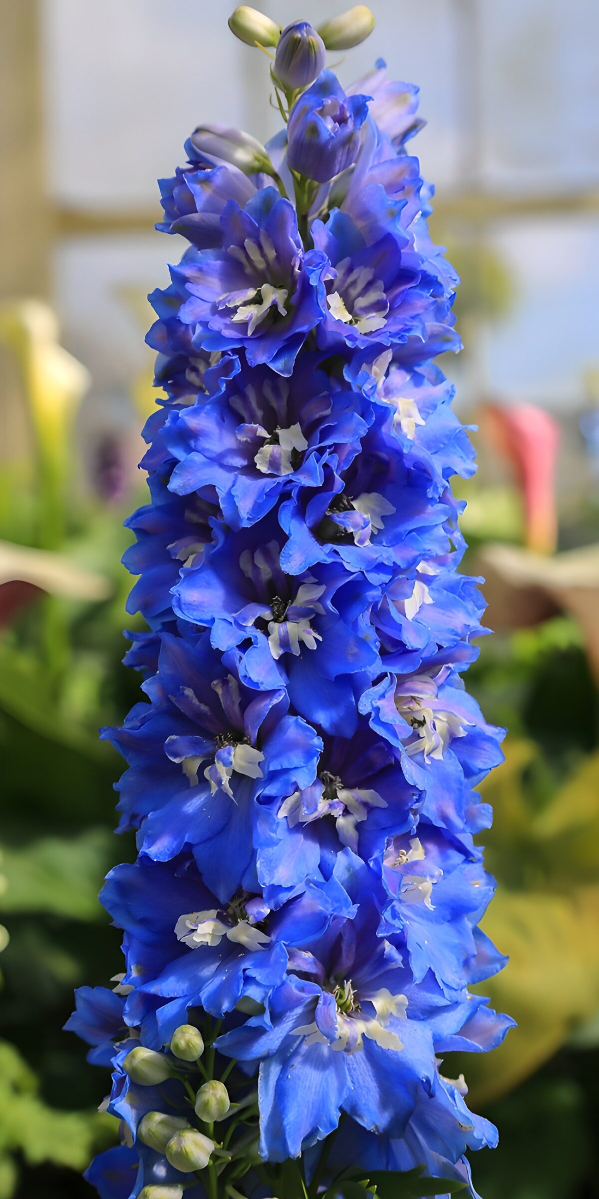 TPES76463: Delphinium azul a plena luz