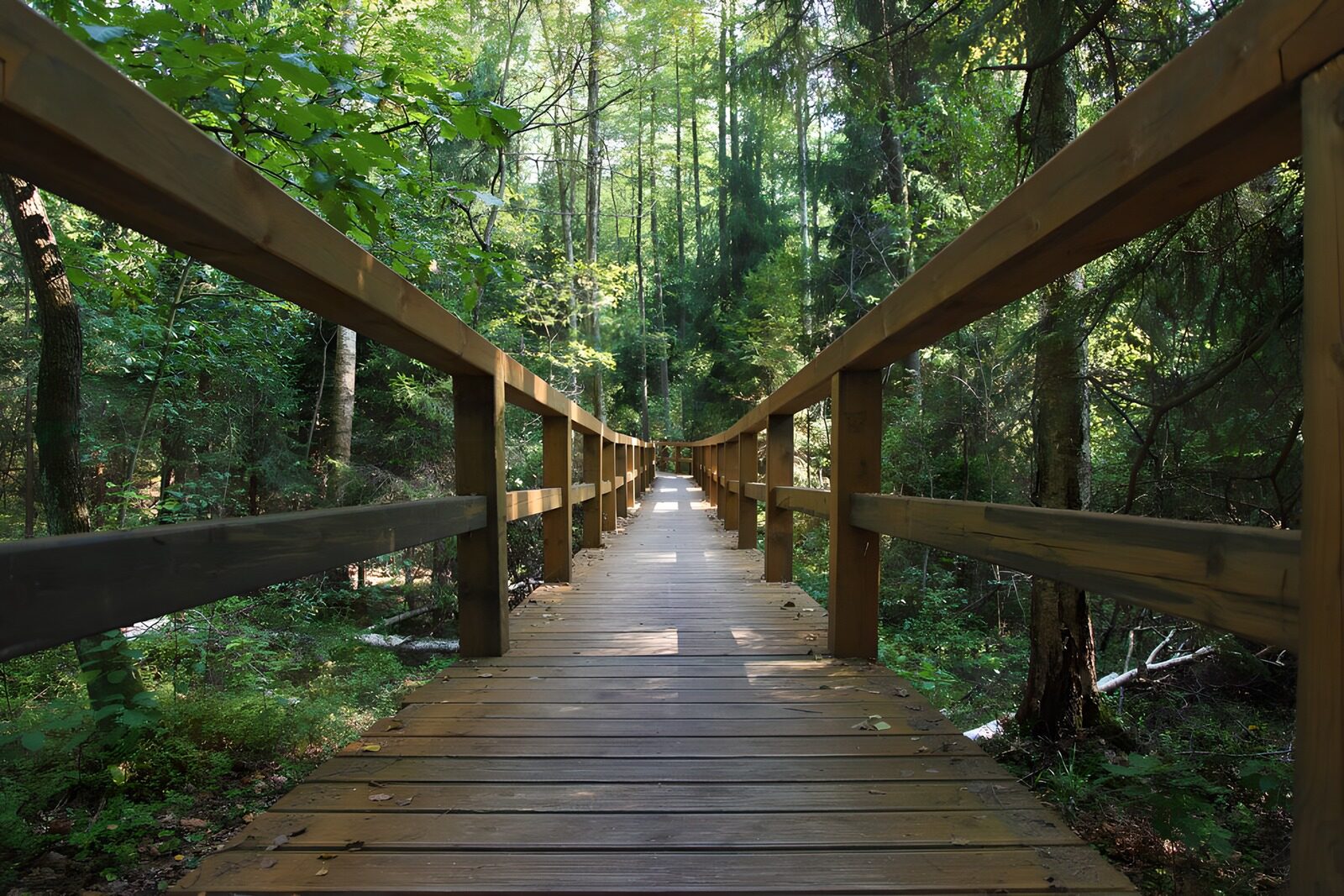 TPES69975: Puente de madera entre luces y sombras