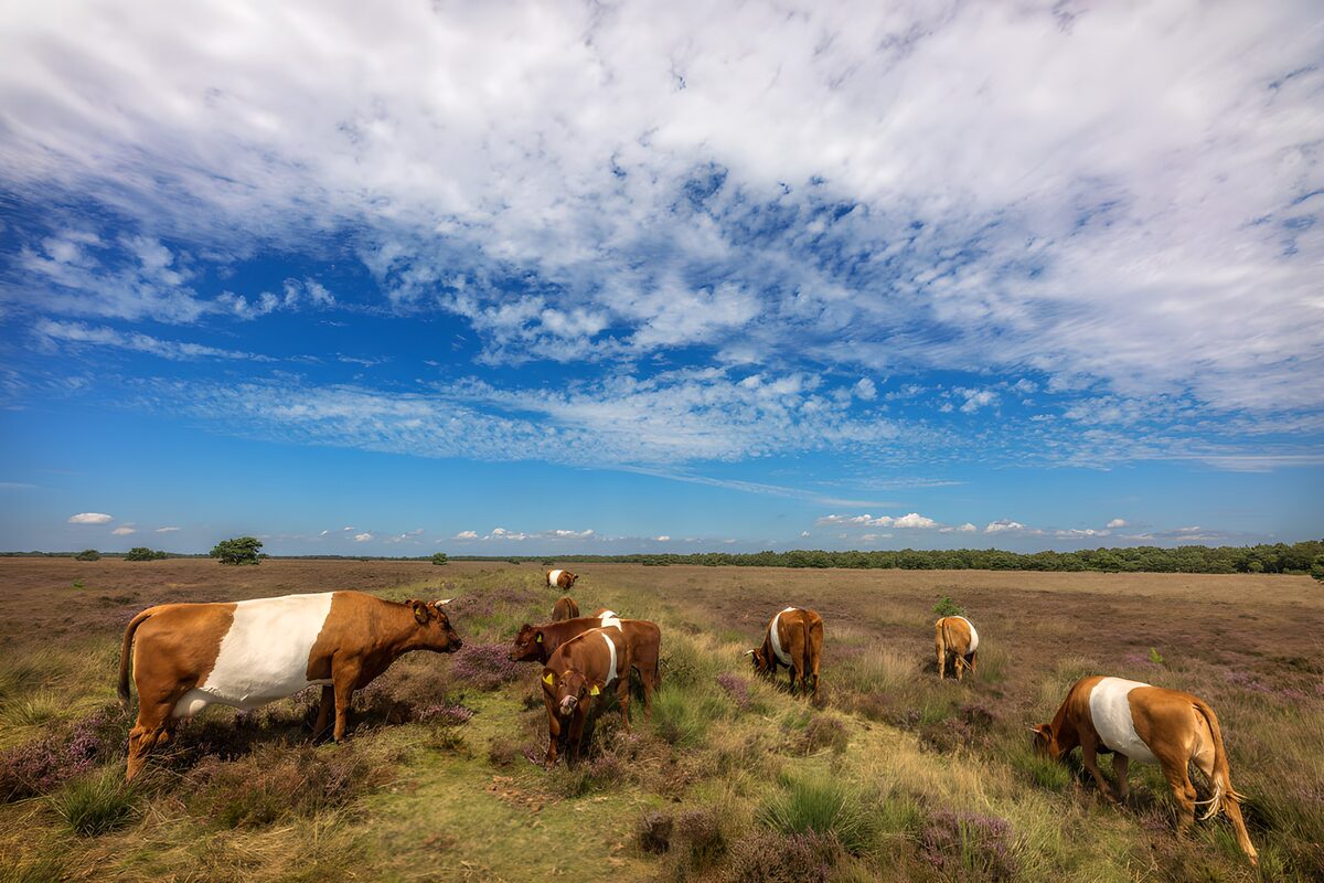 Vacas pastando bajo un cielo de nubes