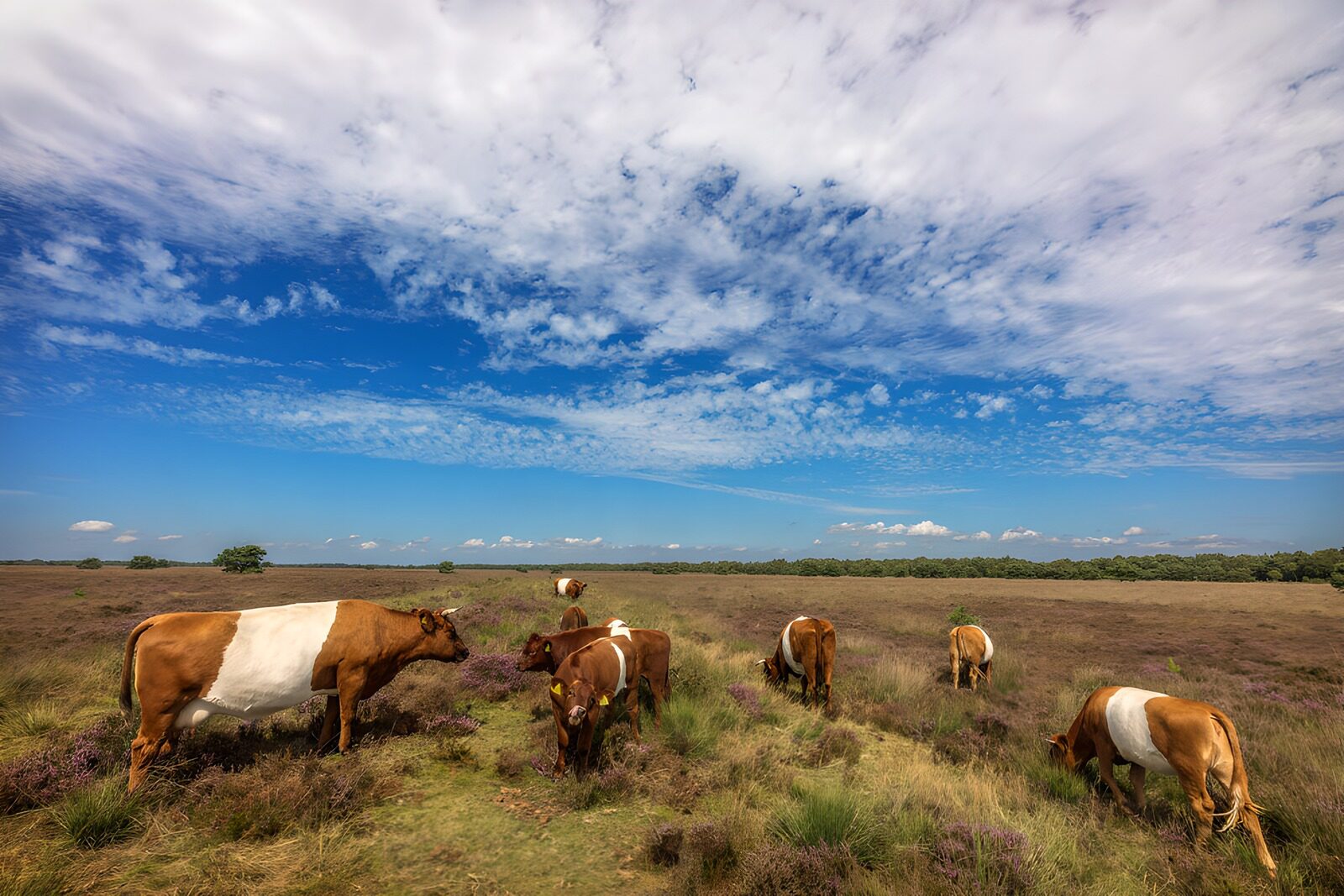 TPES20400: Vacas pastando bajo un cielo de nubes