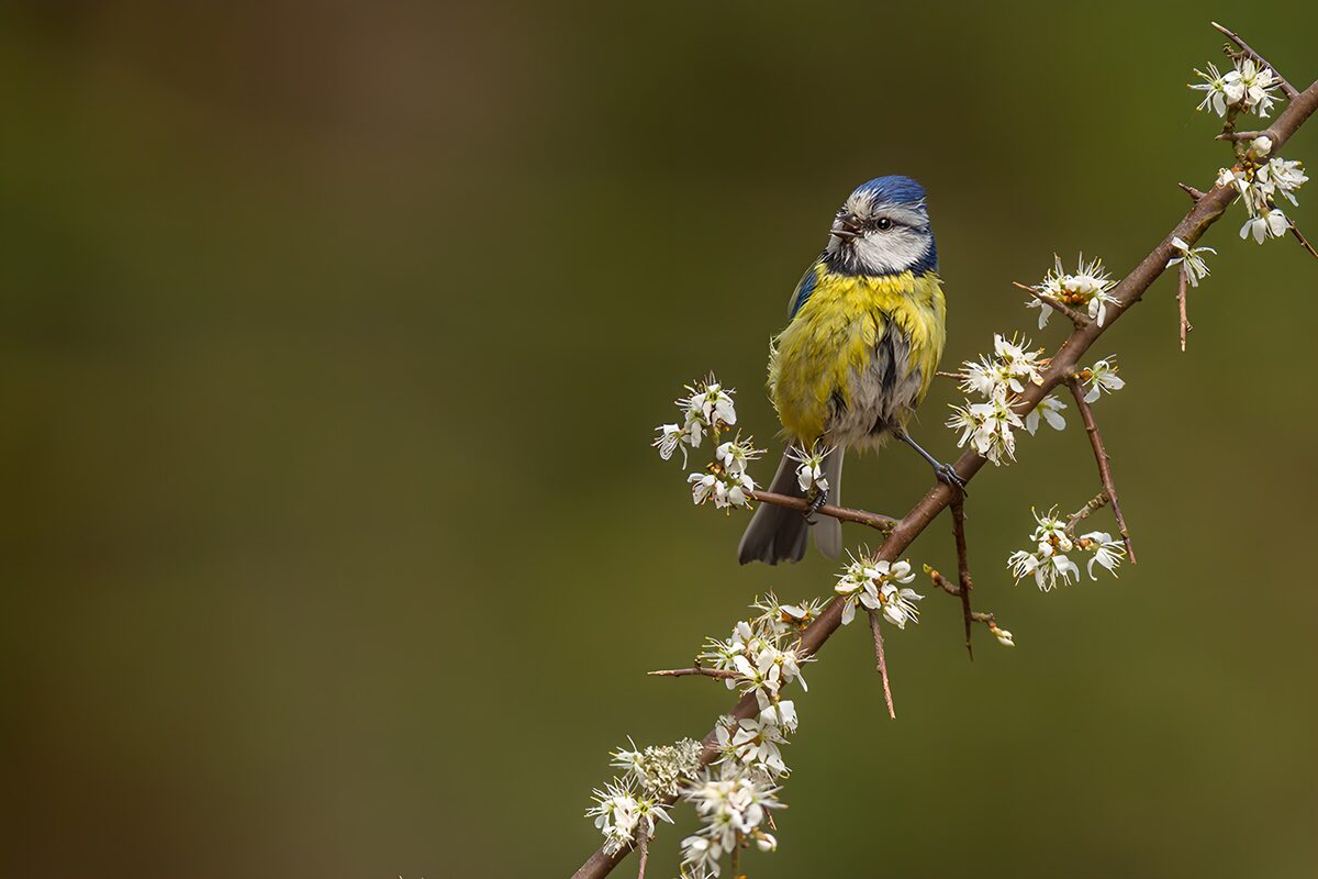 Herrerillo en una rama de primavera