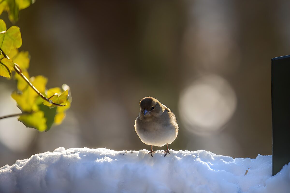 Pajarillo a contraluz sobre la nieve