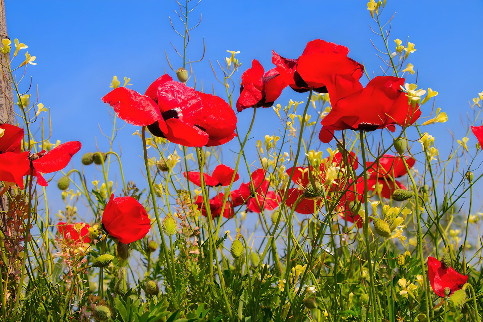 TPES28434: Amapolas rojas y flores amarillas al sol